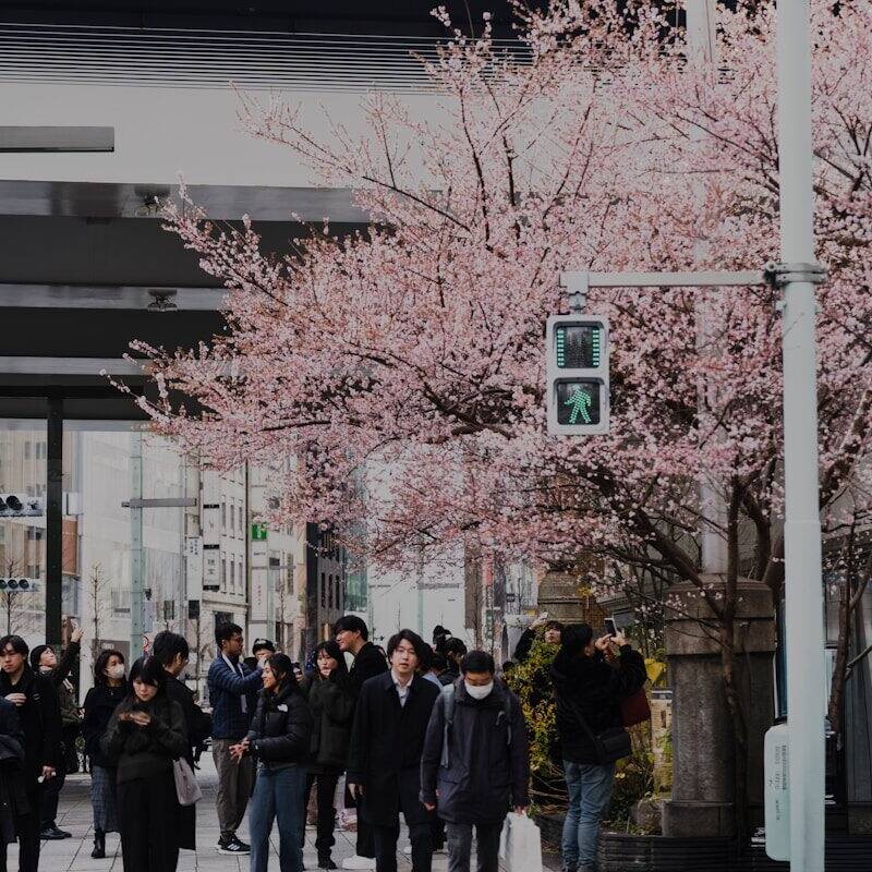 People crossing street under blooming cherry blossom tree.